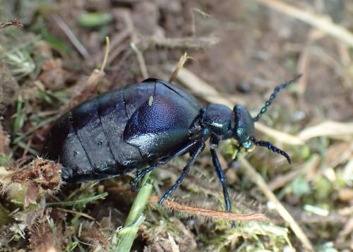 Meloe proscarabaeus